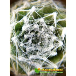 Молодило паутинистое, форма с мелкой розеткой - Каменная роза (Sempervivum arachnoideum, семпервивум арахноидеум)