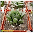 Хавортия мирабилис (Haworthia mirabilis var. paradoxa)