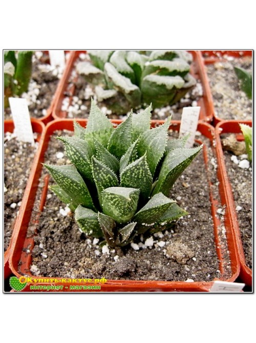 Хавортия мирабилис (Haworthia mirabilis var. paradoxa)