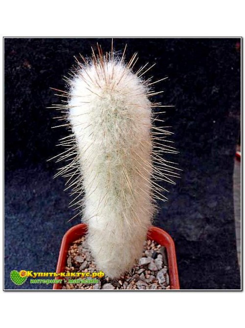 Аустроцефалоцереус Дыбовского  (Austrocephalocereus dybowskii )