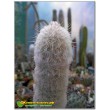 Аустроцефалоцереус Дыбовского  (Austrocephalocereus dybowskii )