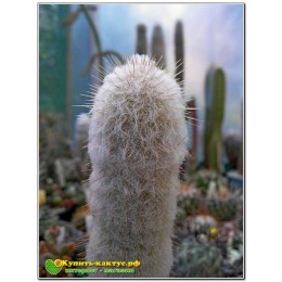 Аустроцефалоцереус Дыбовского  (Austrocephalocereus dybowskii )