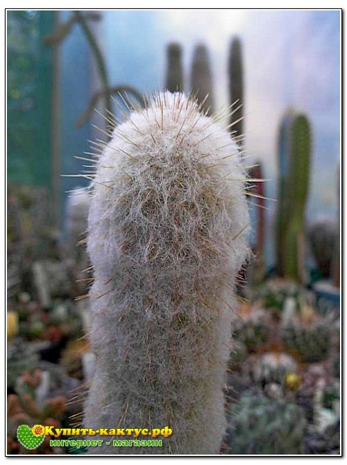 Аустроцефалоцереус Дыбовского  (Austrocephalocereus dybowskii )