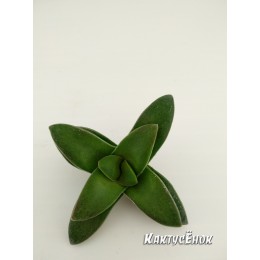 Черенок крассула Спринг Тайм (Crassula Spring Time)