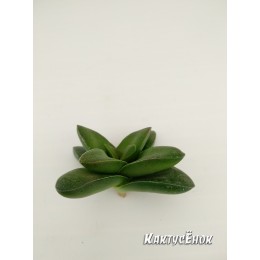 Черенок крассула Спринг Тайм (Crassula Spring Time)