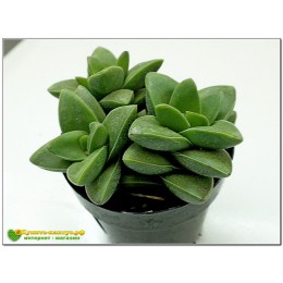 Черенок крассула Спринг Тайм (Crassula Spring Time)