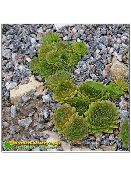 Молодило малорослое, или карликовое (Sempervivum pumilum, семпервивум пумилум) (8012)