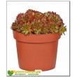 Молодило кровельное (Sempervivum tectorum, семпервивум текторум) (8015)