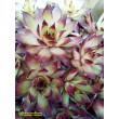 Молодило кровельное (Sempervivum tectorum, семпервивум текторум) (8015)