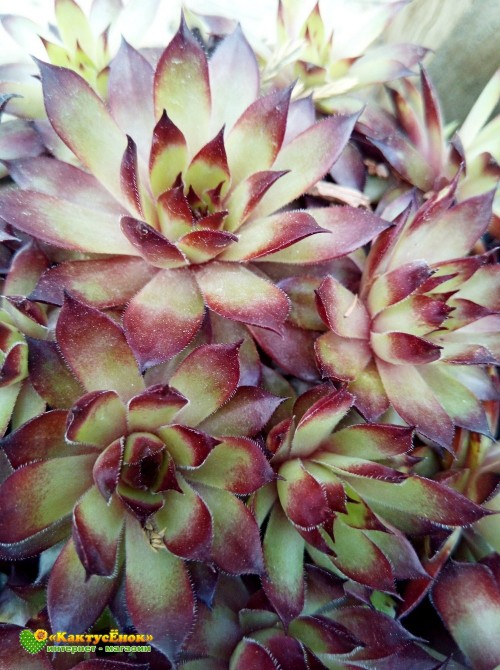 Молодило кровельное (Sempervivum tectorum, семпервивум текторум) (8015)