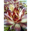 Молодило кровельное (Sempervivum tectorum, семпервивум текторум) (8015)