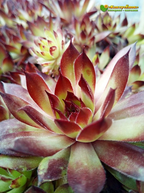 Молодило кровельное (Sempervivum tectorum, семпервивум текторум) (8015)