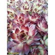 Молодило кровельное (Sempervivum tectorum, семпервивум текторум) (8015)