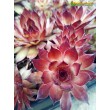 Молодило кровельное (Sempervivum tectorum, семпервивум текторум) (8015)