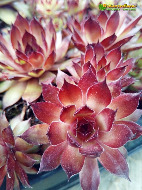 Молодило кровельное (Sempervivum tectorum, семпервивум текторум) (8015)