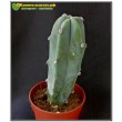 Миртиллокактус геометрический (Myrtillocactus geometrizans, миртиллокактус геометризанс)