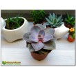 Эхеверия горбатоцветковая р. металлика (Echeveria gibbiflora f. Metallica, эхеверия гиббифлора металлика)