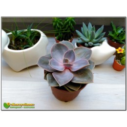 Эхеверия горбатоцветковая р. металлика (Echeveria gibbiflora f. Metallica, эхеверия гиббифлора металлика)