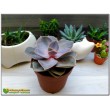 Эхеверия горбатоцветковая р. металлика (Echeveria gibbiflora f. Metallica, эхеверия гиббифлора металлика)