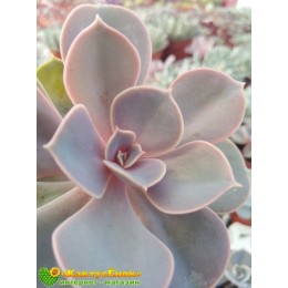 Эхеверия горбатоцветковая р. металлика (Echeveria gibbiflora f. Metallica, эхеверия гиббифлора металлика)