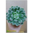 Эхеверия Атласная (Echeveria cv. bombycina, эхеверия бомбицина, Echeveria setosa X Echeveria pulvinata)