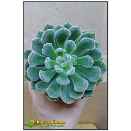 Эхеверия Атласная (Echeveria cv. bombycina, эхеверия бомбицина, Echeveria setosa X Echeveria pulvinata)