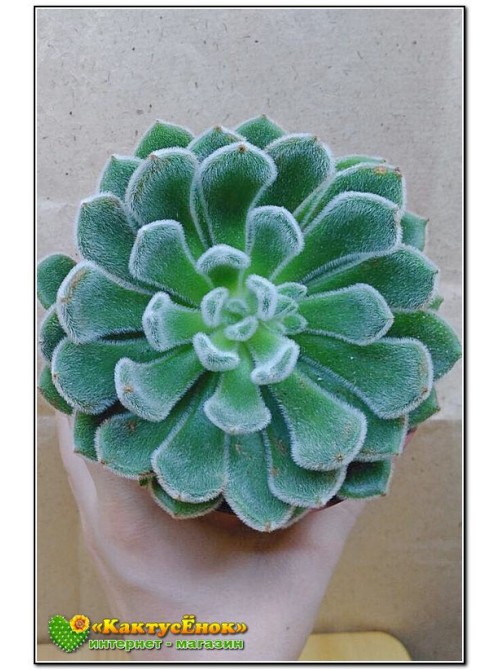 Эхеверия Атласная (Echeveria cv. bombycina, эхеверия бомбицина, Echeveria setosa X Echeveria pulvinata)