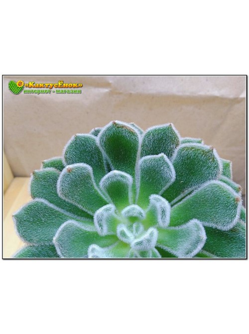 Эхеверия Атласная (Echeveria cv. bombycina, эхеверия бомбицина, Echeveria setosa X Echeveria pulvinata)