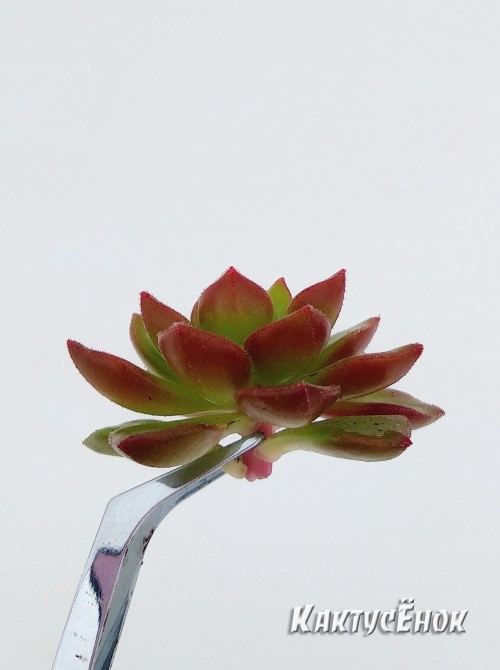 Эхеверия многостебельная (Echeveria multicaulis, эхеверия мультикаулис)