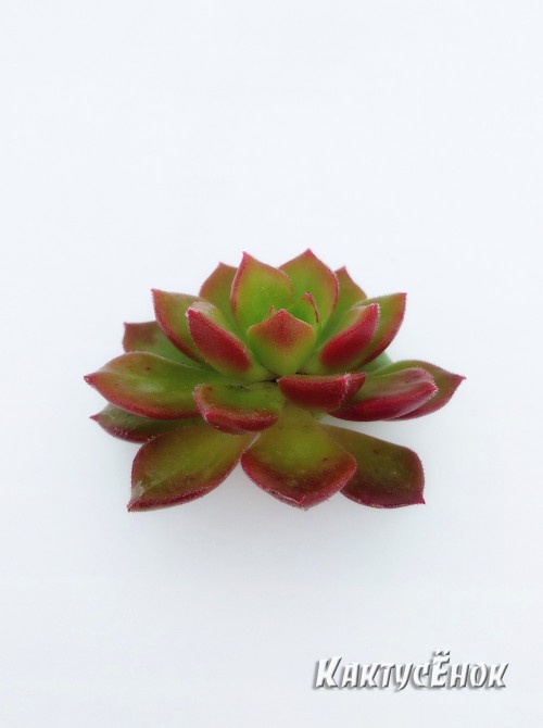 Эхеверия многостебельная (Echeveria multicaulis, эхеверия мультикаулис)