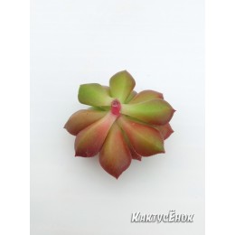 Черенок Эхеверия многостебельная (Echeveria multicaulis, эхеверия мультикаулис)