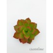 Эхеверия многостебельная (Echeveria multicaulis, эхеверия мультикаулис)