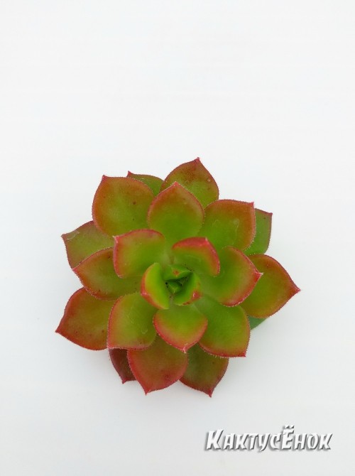 Эхеверия многостебельная (Echeveria multicaulis, эхеверия мультикаулис)