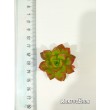 Эхеверия многостебельная (Echeveria multicaulis, эхеверия мультикаулис)