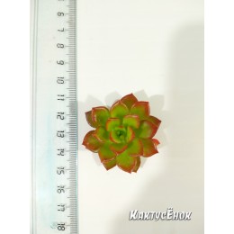 Черенок Эхеверия многостебельная (Echeveria multicaulis, эхеверия мультикаулис)