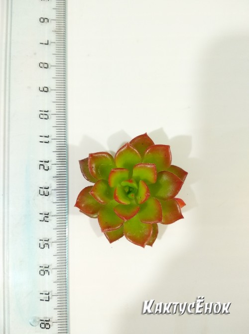 Эхеверия многостебельная (Echeveria multicaulis, эхеверия мультикаулис)