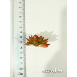 Черенок Эхеверия многостебельная (Echeveria multicaulis, эхеверия мультикаулис)