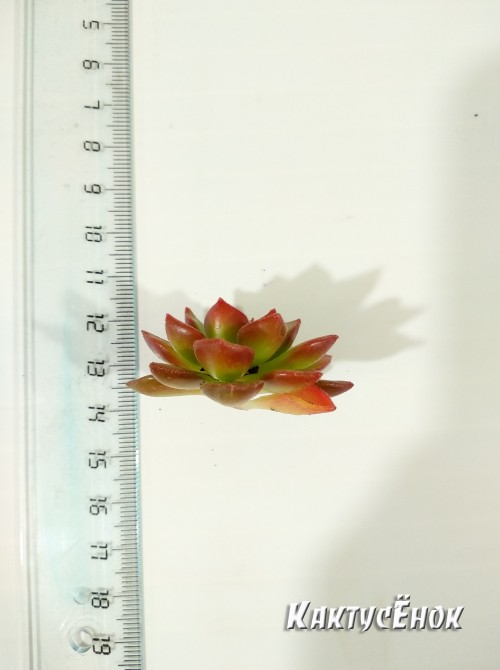 Эхеверия многостебельная (Echeveria multicaulis, эхеверия мультикаулис)