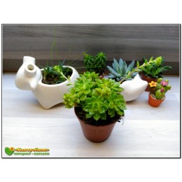 Эхеверия многостебельная (Echeveria multicaulis, эхеверия мультикаулис)