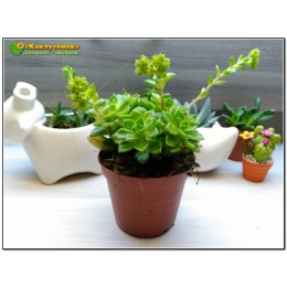 Эхеверия многостебельная (Echeveria multicaulis, эхеверия мультикаулис)