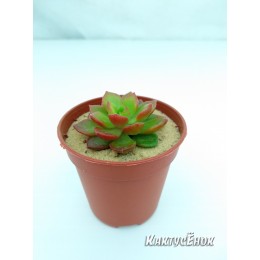 Эхеверия многостебельная (Echeveria multicaulis, эхеверия мультикаулис)