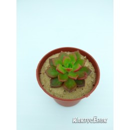 Эхеверия многостебельная (Echeveria multicaulis, эхеверия мультикаулис)
