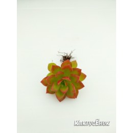 Эхеверия многостебельная (Echeveria multicaulis, эхеверия мультикаулис)