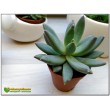 Пахиверия сизая, Пахифитум Гукера (Pachyveria glauca = Pachyphytum hookerii) 