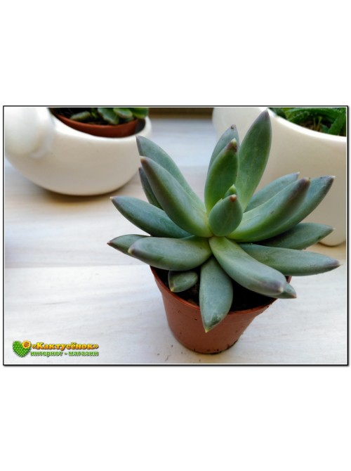 Пахиверия сизая, Пахифитум Гукера (Pachyveria glauca = Pachyphytum hookerii) 