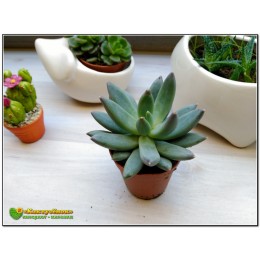 Пахиверия сизая, Пахифитум Гукера (Pachyveria glauca = Pachyphytum hookerii)