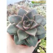 Эхеверия пурпузорум, Эхеверия Пурпуса (Echeveria purpusorum) 