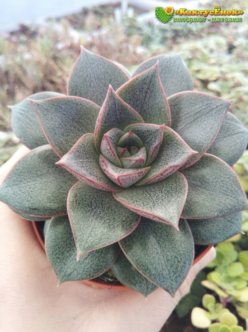 Эхеверия пурпузорум, Эхеверия Пурпуса (Echeveria purpusorum) 