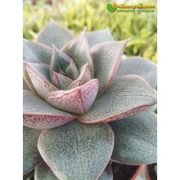 Эхеверия пурпузорум, Эхеверия Пурпуса (Echeveria purpusorum)