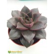 Эхеверия пурпузорум, Эхеверия Пурпуса (Echeveria purpusorum) 